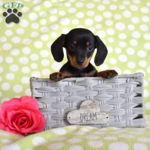 Tigger, Dachshund Puppy