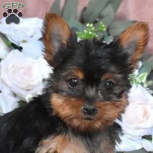 Tigger, Yorkie Puppy