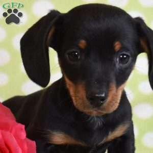 Tigger, Dachshund Puppy