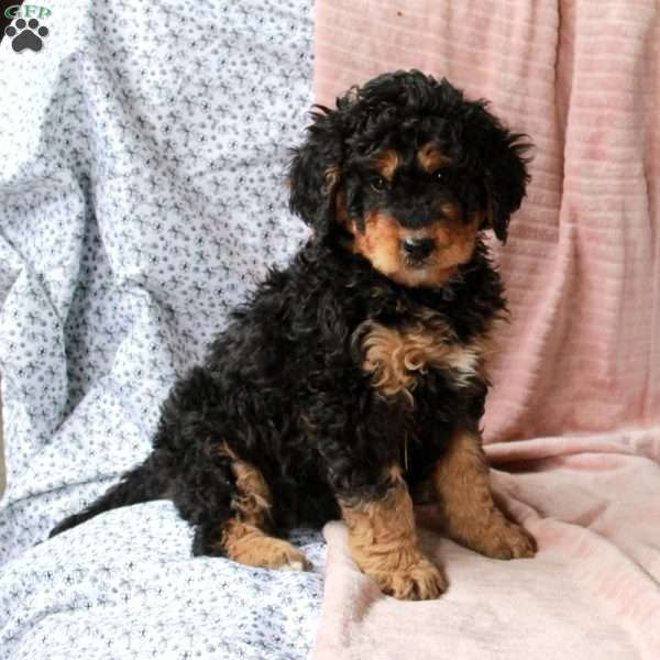 Tillie, Bernedoodle Puppy