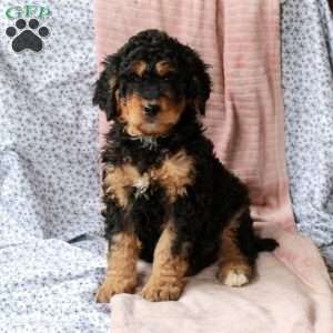 Tillie, Bernedoodle Puppy