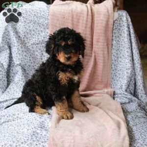 Tillie, Bernedoodle Puppy