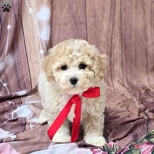 Timmy, Bich-Poo Puppy