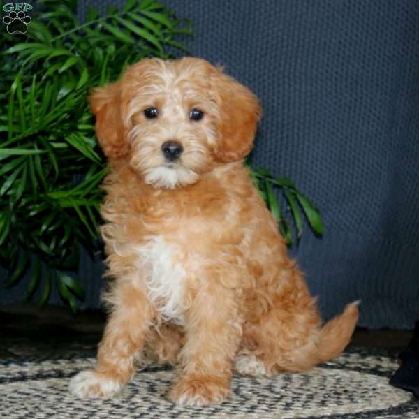 Tinker, Miniature Poodle Mix Puppy