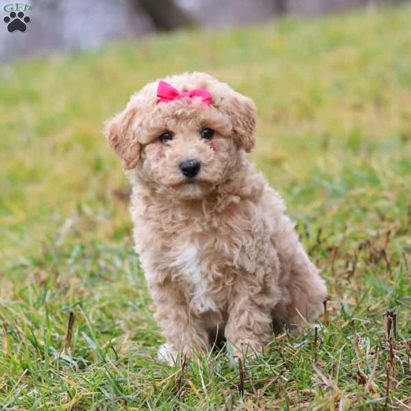 Tisha, Bich-Poo Puppy