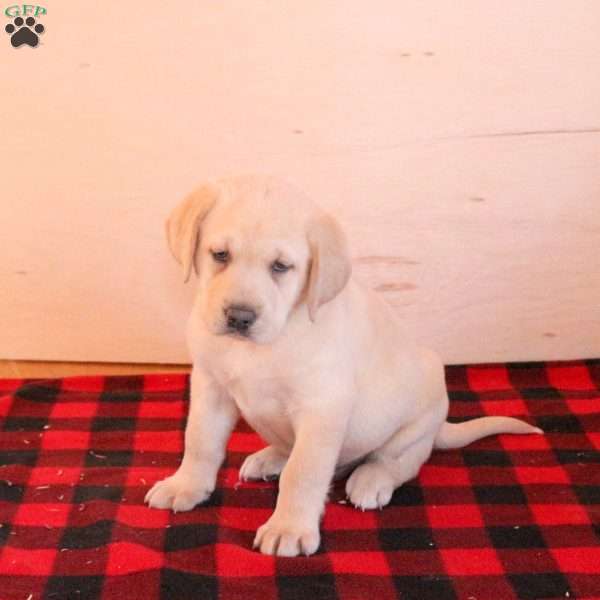 Titan, Yellow Labrador Retriever Puppy