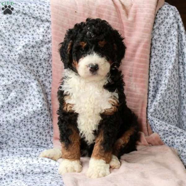 Titan, Bernedoodle Puppy