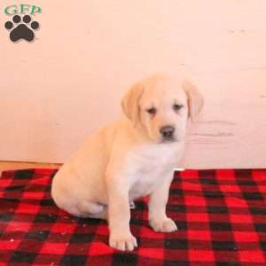 Titan, Yellow Labrador Retriever Puppy