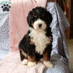 Titan, Bernedoodle Puppy