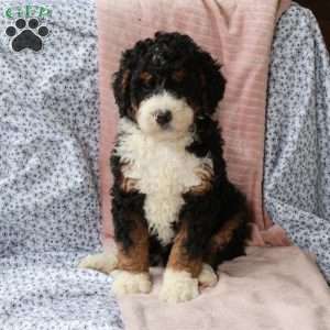 Titan, Bernedoodle Puppy