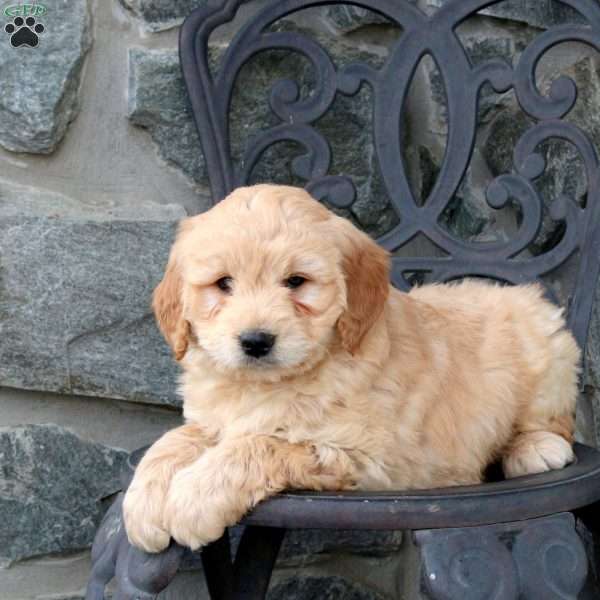 Toast, Mini Goldendoodle Puppy