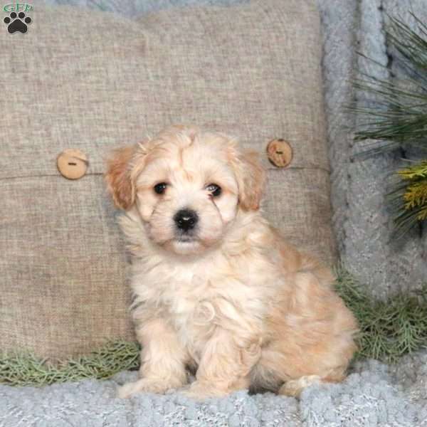 Toast, Maltipoo Puppy