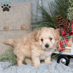 Toast, Maltipoo Puppy