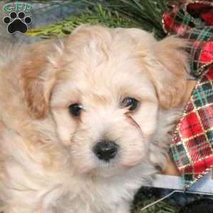 Toast, Maltipoo Puppy