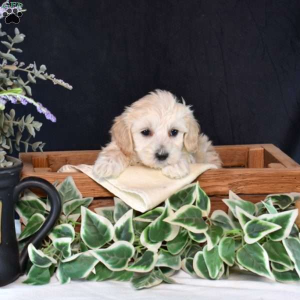 Toby, Maltipoo Puppy