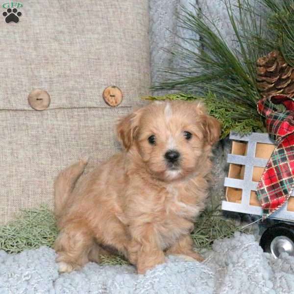 Toby, Maltipoo Puppy