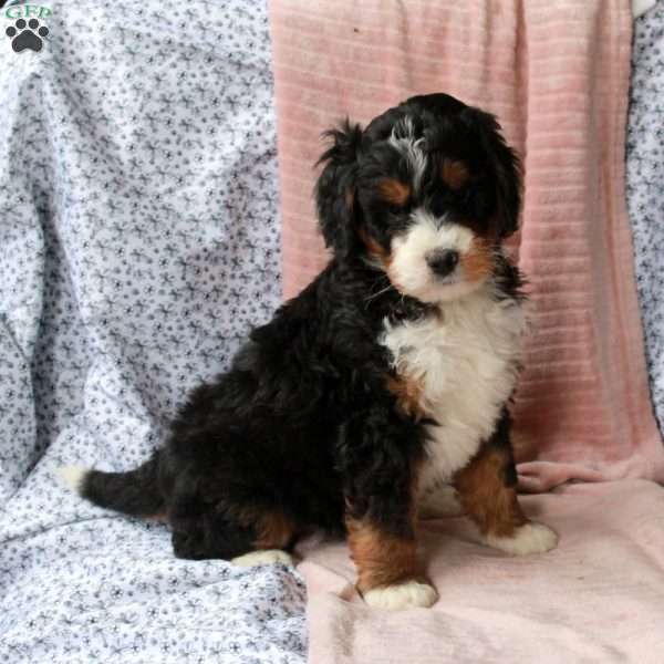 Toby, Bernedoodle Puppy