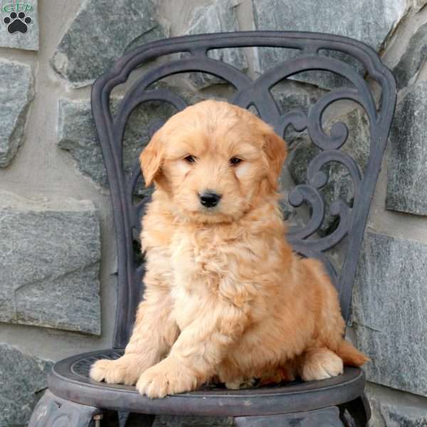 Toby, Mini Goldendoodle Puppy
