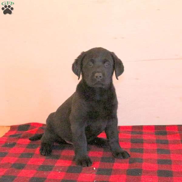 Toby, Black Labrador Retriever Puppy