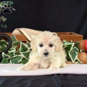 Toby, Maltipoo Puppy
