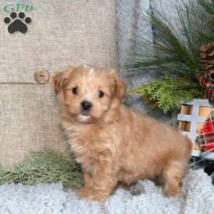 Toby, Maltipoo Puppy