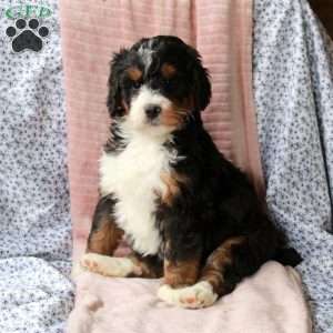 Toby, Bernedoodle Puppy
