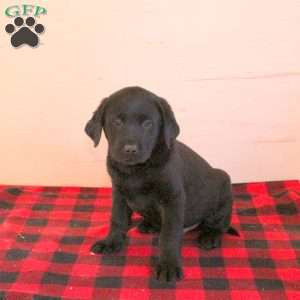 Toby, Black Labrador Retriever Puppy