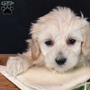 Toby, Maltipoo Puppy
