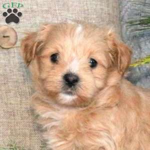 Toby, Maltipoo Puppy