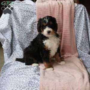 Toby, Bernedoodle Puppy