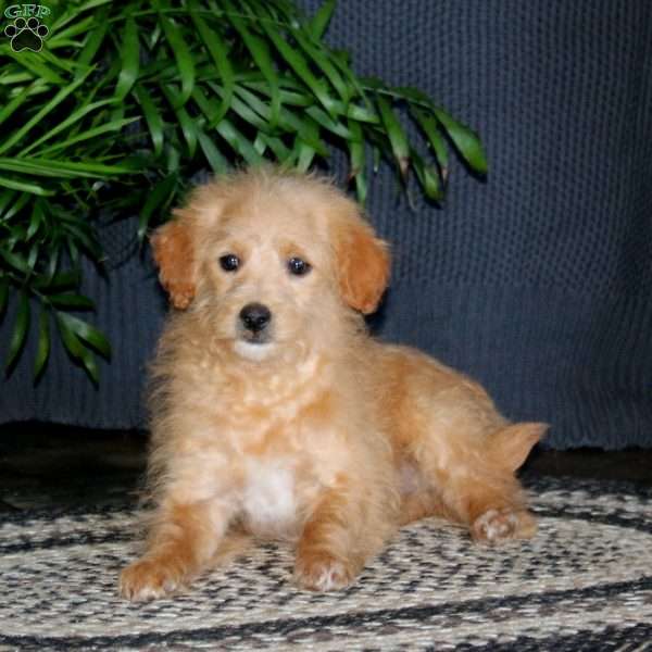 Toby, Miniature Poodle Mix Puppy