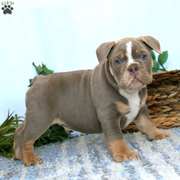 Toby, Olde English Bulldogge Puppy