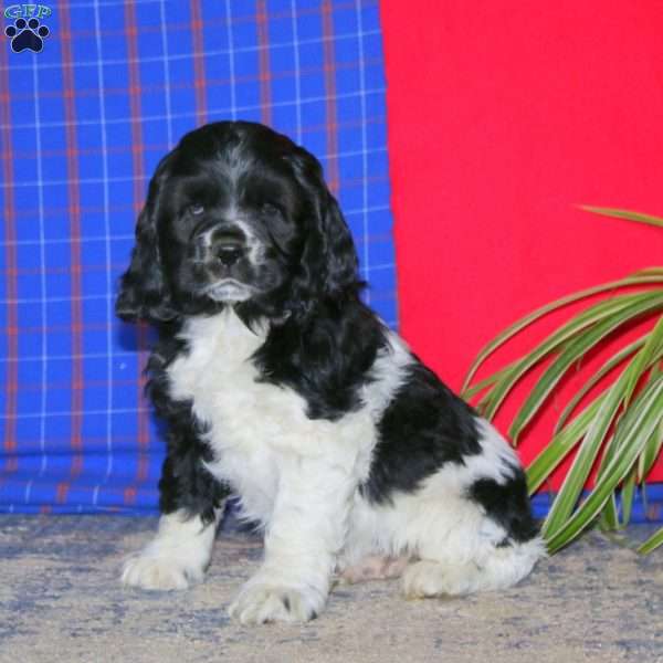 Toby, Cocker Spaniel Puppy