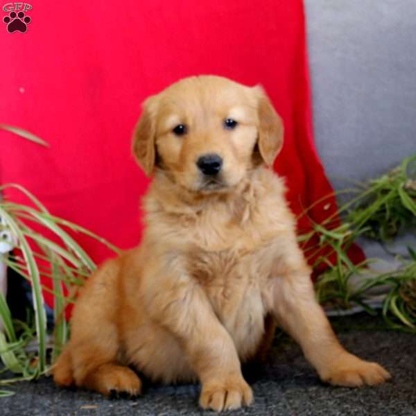 Toby, Golden Retriever Puppy