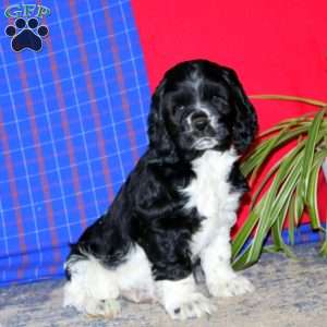Toby, Cocker Spaniel Puppy