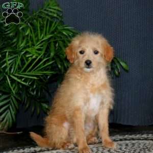Toby, Miniature Poodle Mix Puppy
