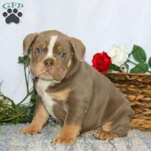 Toby, Olde English Bulldogge Puppy