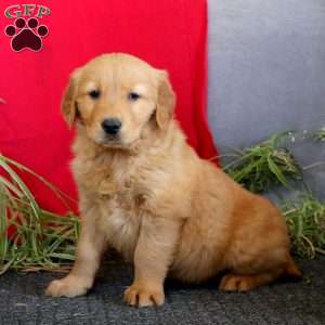 Toby, Golden Retriever Puppy