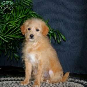 Toby, Miniature Poodle Mix Puppy