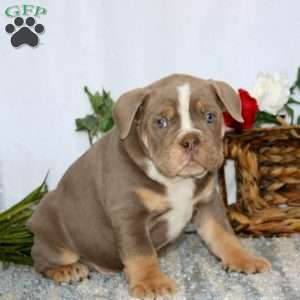 Toby, Olde English Bulldogge Puppy