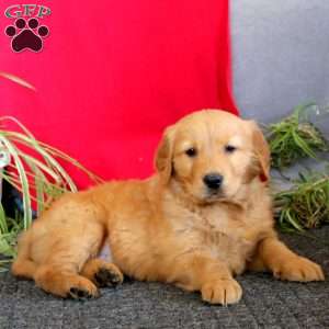 Toby, Golden Retriever Puppy