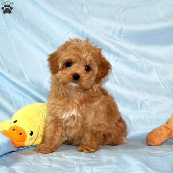 Toffee, Maltipoo Puppy
