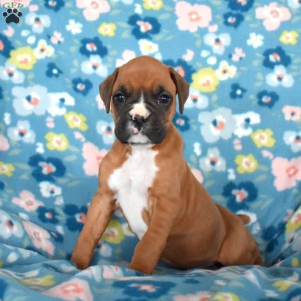 Tony, Boxer Puppy