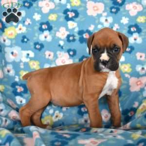 Tony, Boxer Puppy