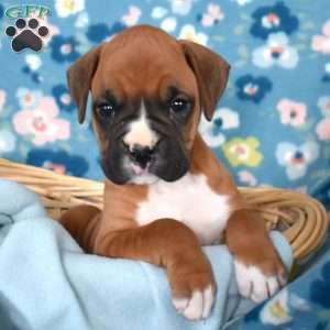 Tony, Boxer Puppy
