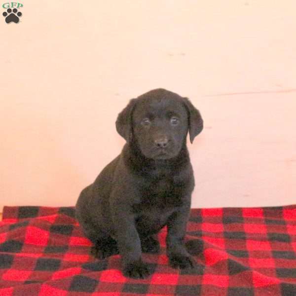 Tonya, Black Labrador Retriever Puppy