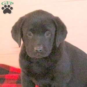 Tonya, Black Labrador Retriever Puppy