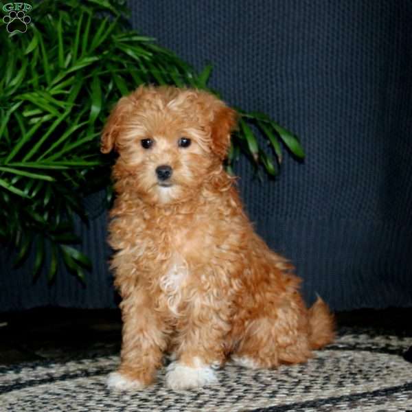 Tootsie, Miniature Poodle Mix Puppy