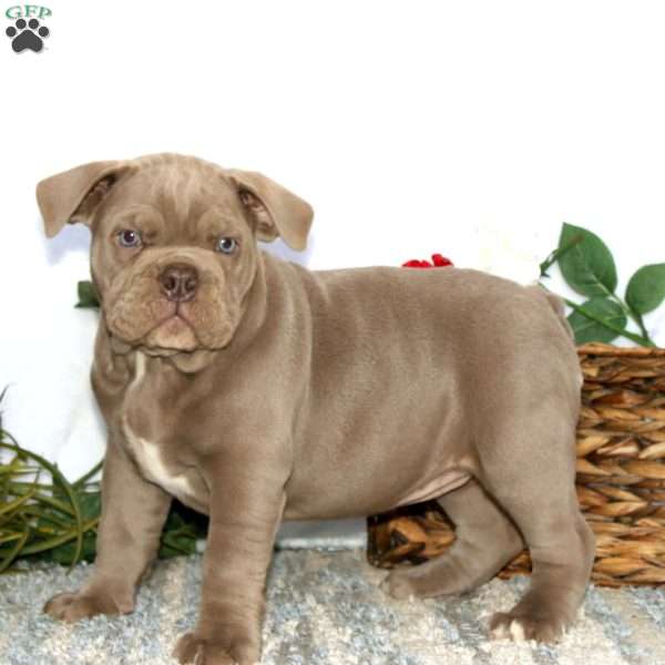 Tootsie, Olde English Bulldogge Puppy