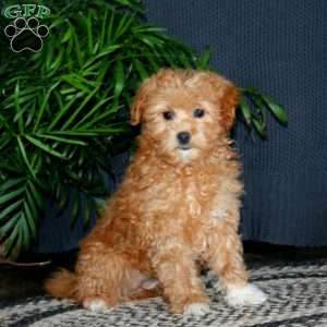 Tootsie, Miniature Poodle Mix Puppy